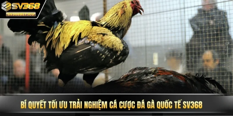 Bí quyết tối ưu trải nghiệm cá cược đá gà quốc tế SV368