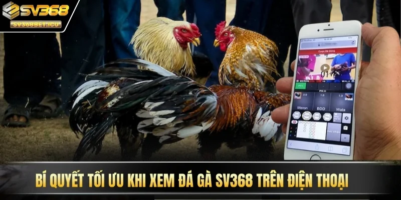 Bí quyết tối ưu khi xem đá gà SV368 trên điện thoại