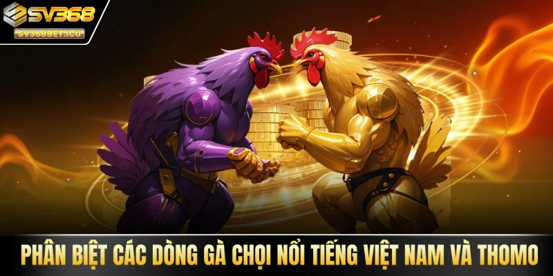các dòng gà chọi nổi tiếng