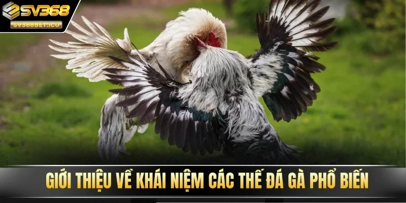 Giới thiệu về khái niệm các thế đá gà phổ biến