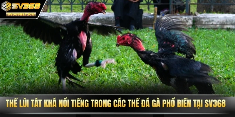 Thế lùi tát khá nổi tiếng trong các thế đá gà phổ biến tại SV368