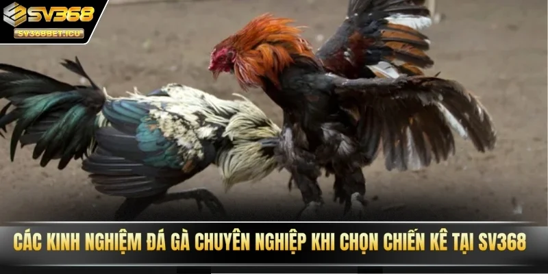 Các kinh nghiệm đá gà chuyên nghiệp khi chọn chiến kê tại SV368