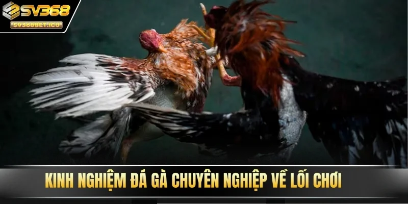 Kinh nghiệm đá gà chuyên nghiệp về lối chơi