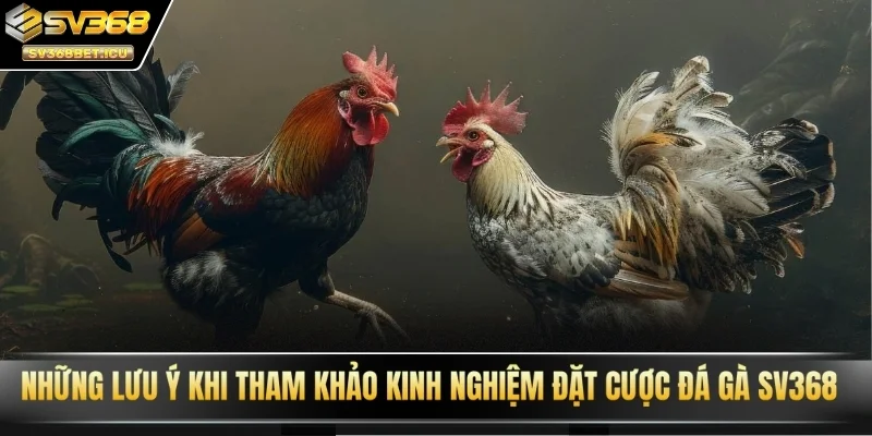 Những lưu ý khi tham khảo kinh nghiệm đặt cược đá gà SV368