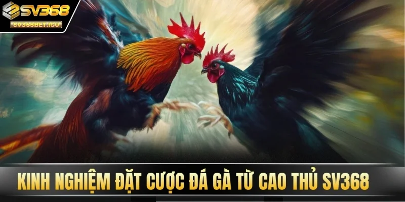 Kinh nghiệm đặt cược đá gà từ cao thủ SV368