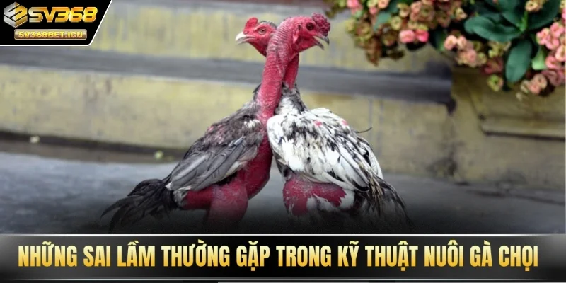 Những sai lầm thường gặp trong kỹ thuật nuôi gà chọi