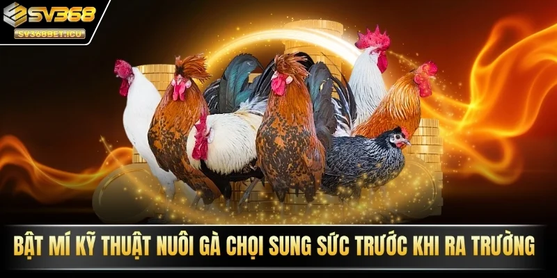 kỹ thuật nuôi gà chọi