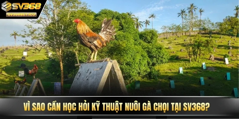 Vì sao cần học hỏi kỹ thuật nuôi gà chọi tại SV368?