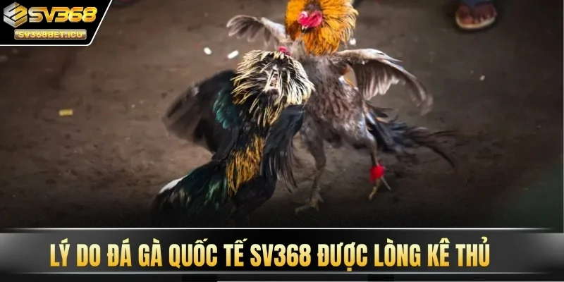 Lý do đá gà quốc tế SV368 được lòng kê thủ
