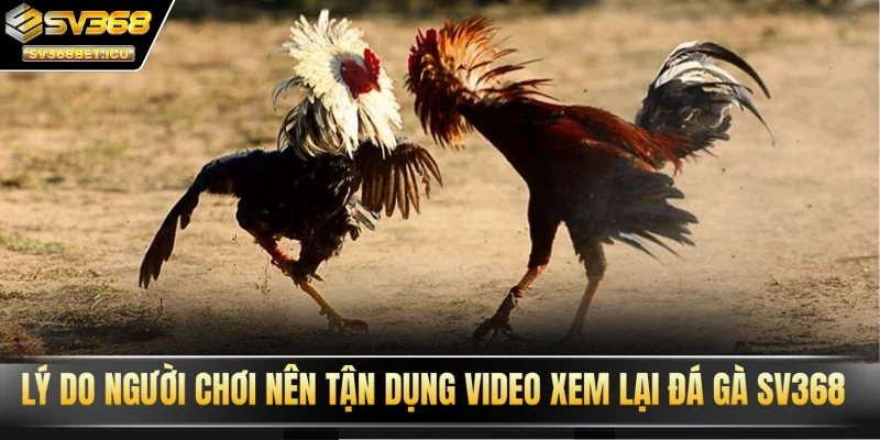 Lý do người chơi nên tận dụng video xem lại đá gà SV368