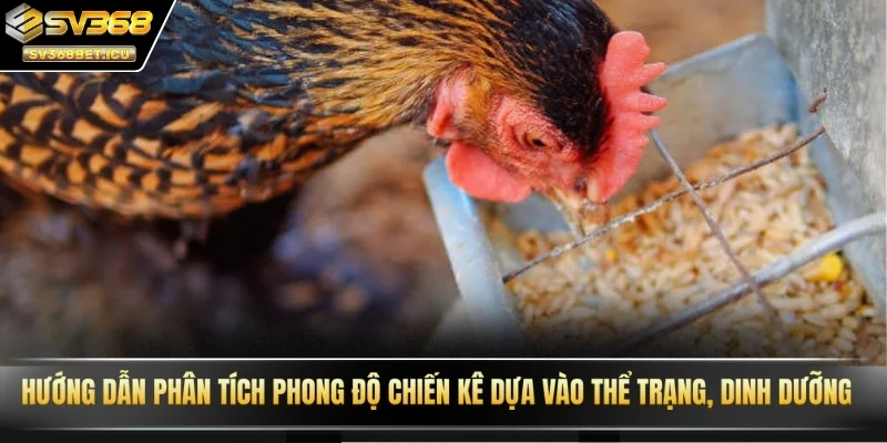 Hướng dẫn phân tích phong độ chiến kê dựa vào thể trạng, dinh dưỡng