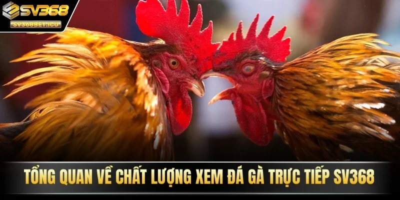 Tổng quan về chất lượng xem đá gà trực tiếp SV368