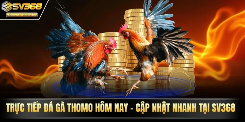 trực tiếp đá gà thomo hôm nay