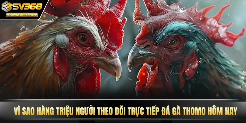 Vì sao hàng triệu người theo dõi trực tiếp đá gà Thomo hôm nay tại SV368?