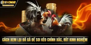 Xem lại đá gà để soi kèo