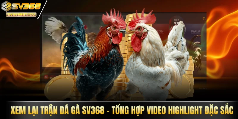 xem lại đá gà SV368