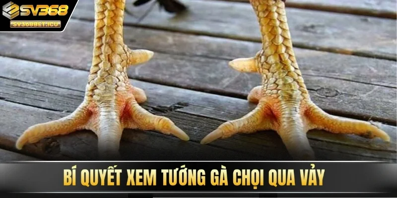 Bí quyết xem tướng gà chọi qua vảy