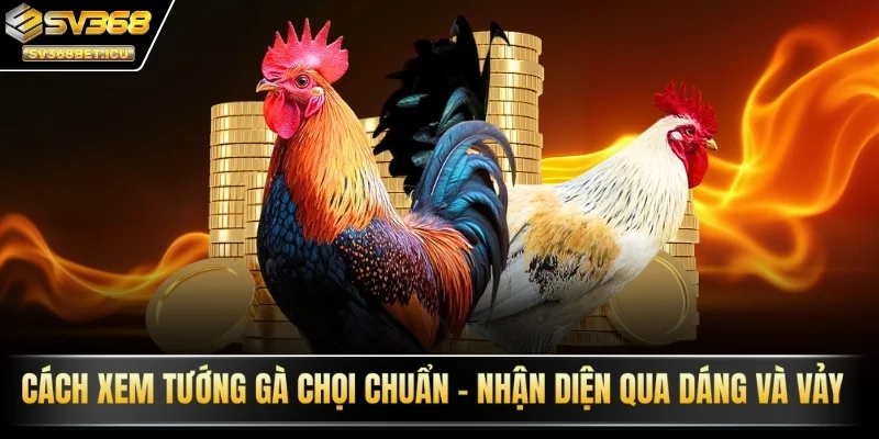 Xem tướng gà chọi